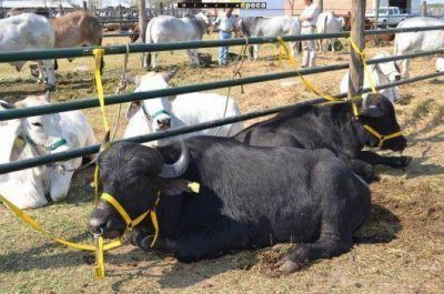 Tercera jornada a pleno de la Expo Rural en Riachuelo
