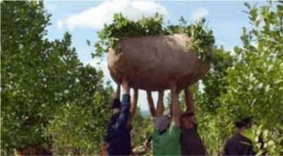 El Gobierno pedir� 1,50 pesos por kilo de hoja verde de yerba mate