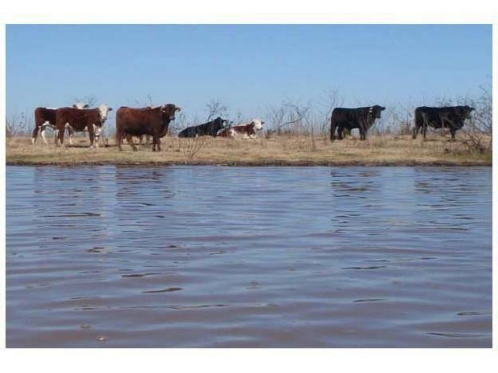 Productores evacuan el ganado de las islas por pron�stico de creciente
