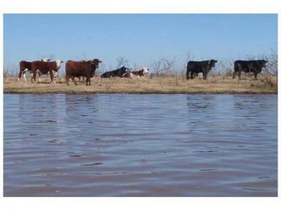 Venden una isla en el delta del Paran� a $10 millones