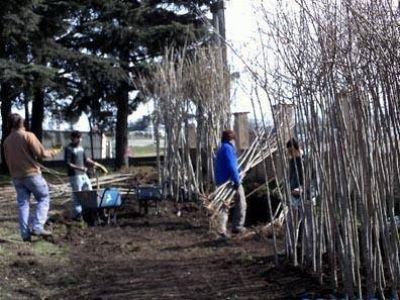 El municipio contin�a el plan de forestaci�n con la plantaci�n de 800 nuevos �rboles