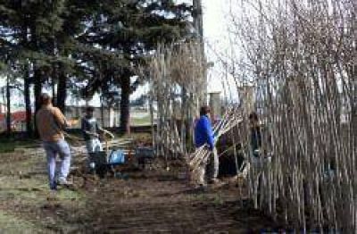 Sigue el plan de forestaci�n municipal con la plantaci�n de 800 nuevos �rboles