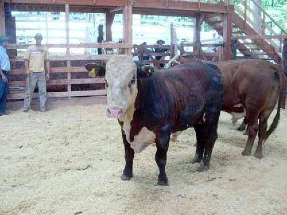 Ganaderos misioneros denuncian competencia desleal de Corrientes