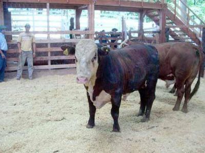 Ganaderos misioneros denuncian competencia desleal de Corrientes