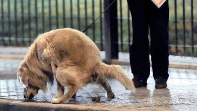 Los perros dejan 35 mil kilos de caca por d�a en la Ciudad
