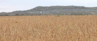 La sequ�a produce estragos en el interior, y en La Pampa ya se hacen cargo de los subsidios al agro