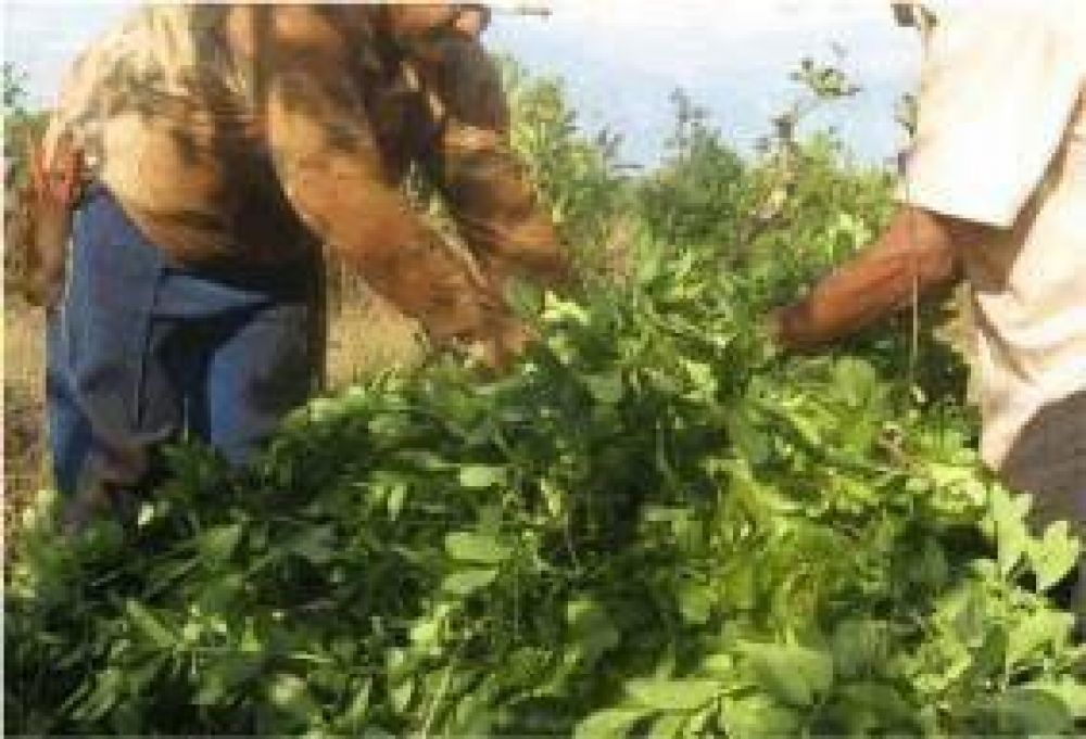 Maciel consider� que �el INYM no puede dejar de fijar los precios de la yerba�