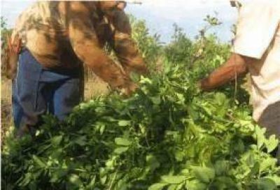 Maciel consider� que �el INYM no puede dejar de fijar los precios de la yerba�