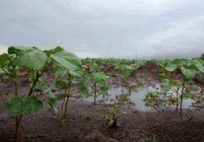 Despu�s de dos meses, la lluvia lleg� para reactivar el a�o agr�cola