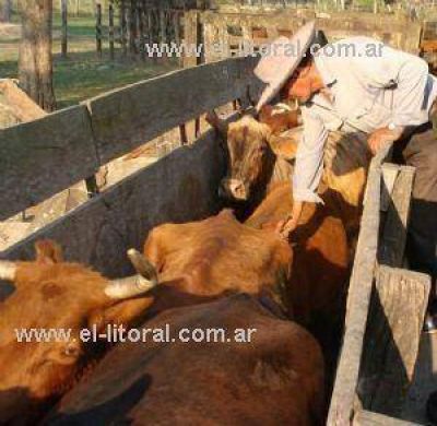 Se adelant� la vacunaci�n antiaftosa en la frontera