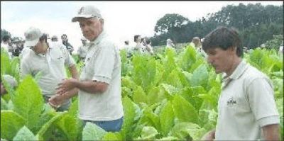 A partir de hoy est�n disponibles los pagos para m�s de 9 mil productores tabacaleros