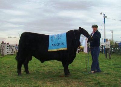 "Gardelito", el Gran Campe�n en la Rural