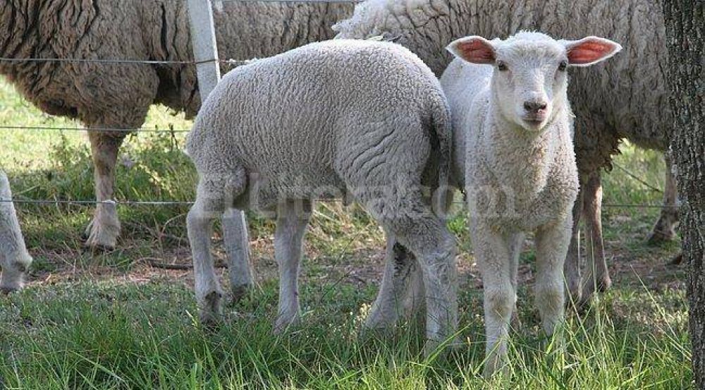 Se abre un nuevo horizonte para la producci�n de ovejas