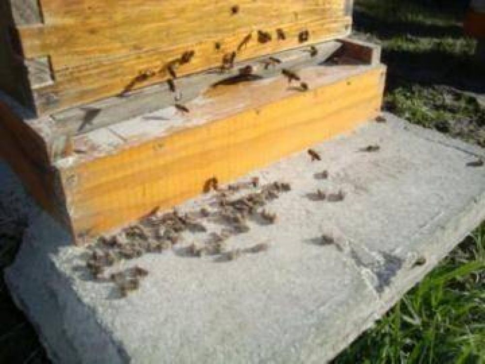 La apicultura tambi�n sufre el efecto de la ceniza