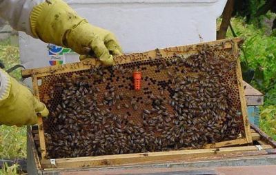 Las cenizas causan estragos en la apicultura
