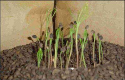 Esta semana se iniciar� la distribuci�n de semillas a productores