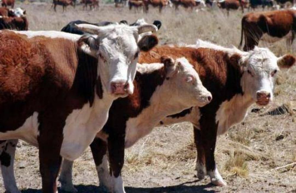 La Sociedad Rural de Viedma ya est� inscribiendo para acceder a cr�dito destinado a la compra de forraje