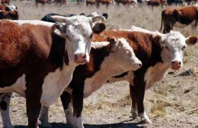 La Sociedad Rural de Viedma ya est� inscribiendo para acceder a cr�dito destinado a la compra de forraje