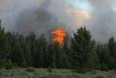 Contin�a el incendio forestal en El Bols�n