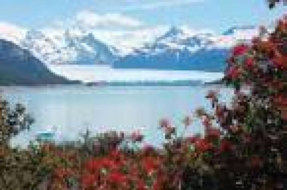 El Perito Moreno toc� tierra y se espera que rompa pr�ximamente