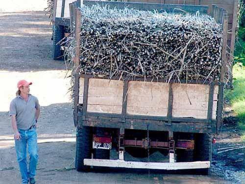 La producci�n de ca�a de az�car creci� 35 por ciento