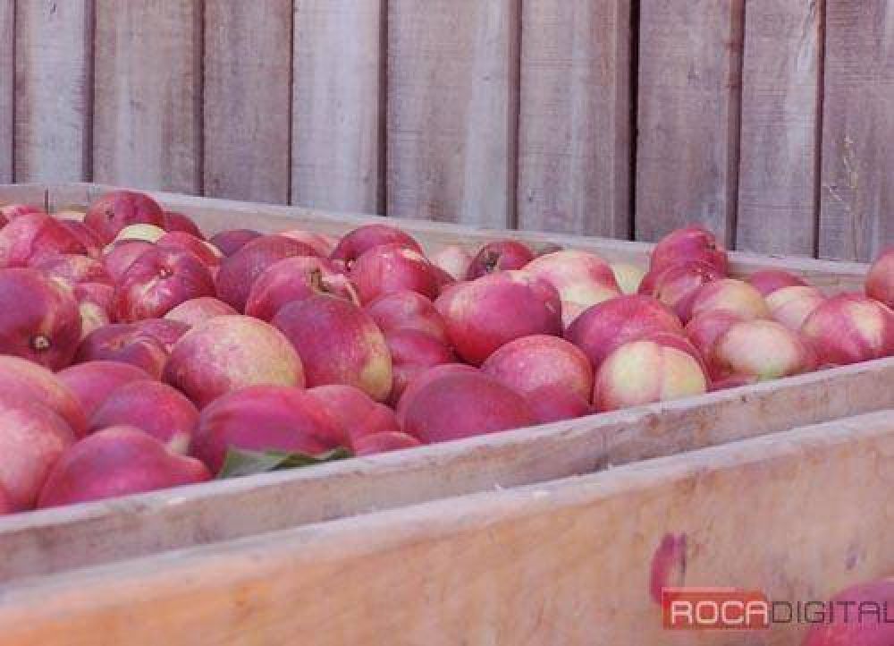 Productores siguen con la incertidumbre