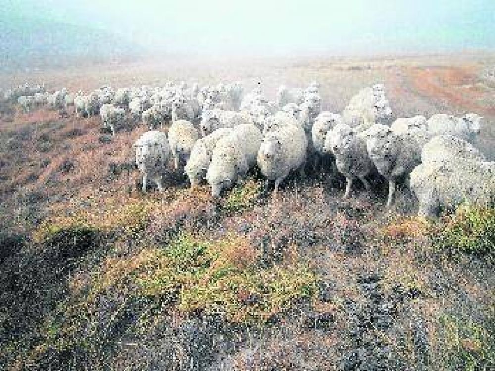 Llegan otros diez millones de pesos para la ganader�a 