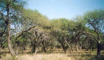 Conservaci�n del Bosque Nativo: La Pampa recibir� m�s de 15 millones de pesos