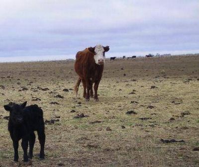 Solicitan la declaraci�n de emergencia agropecuaria