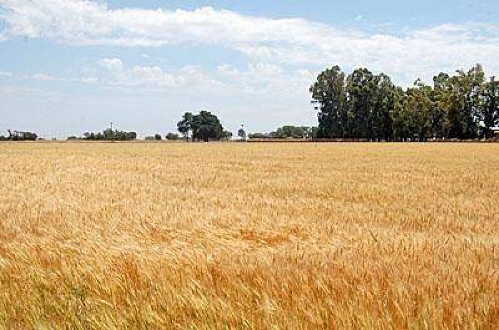 En unos 10 � 15 d�as se iniciar�a la cosecha de trigo