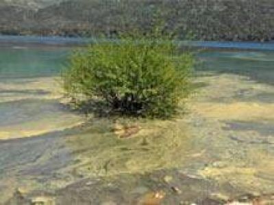Cient�ficos de la UNCo investigan la aparici�n de algas singulares en lagos de Bariloche