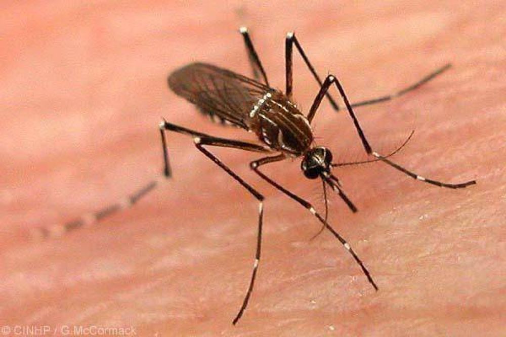 Salud: organizan reuni�n sobre dengue con municipios