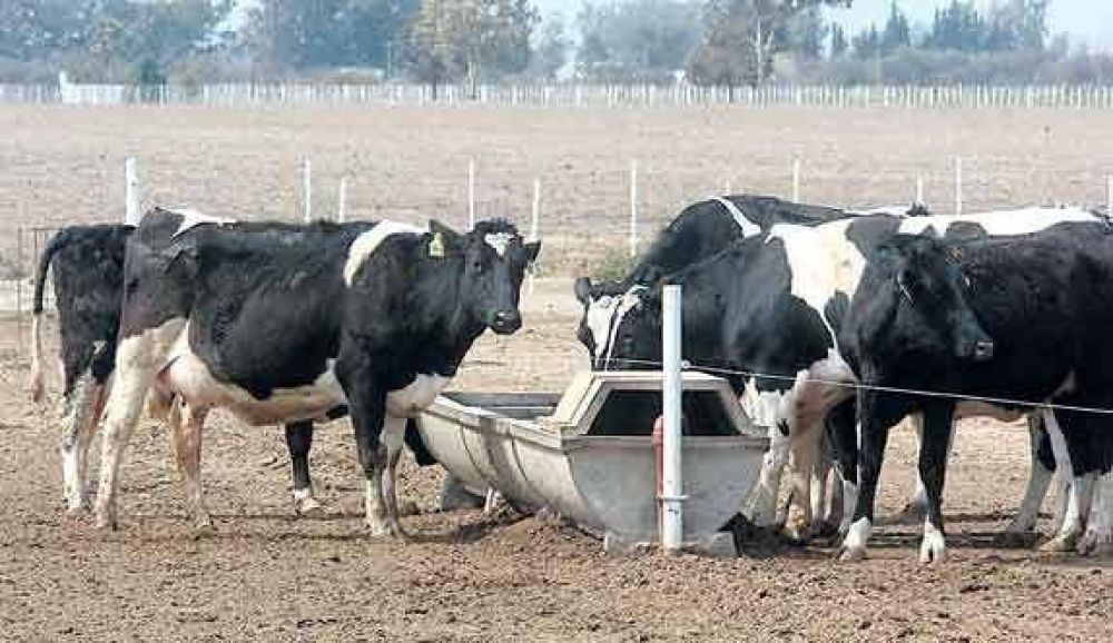 Sequ�a: cae hasta 15% la producci�n lechera