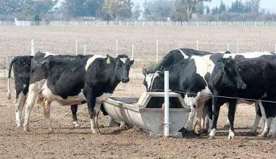 Sequ�a: cae hasta 15% la producci�n lechera