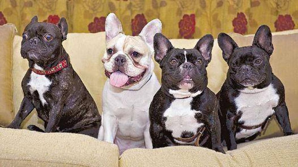 Bulldog francs: cuesta mil dlares y es el perro de moda en Argentina