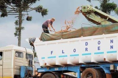 Empresarios invertir�n 5 millones de d�lares en planta de f�cula
