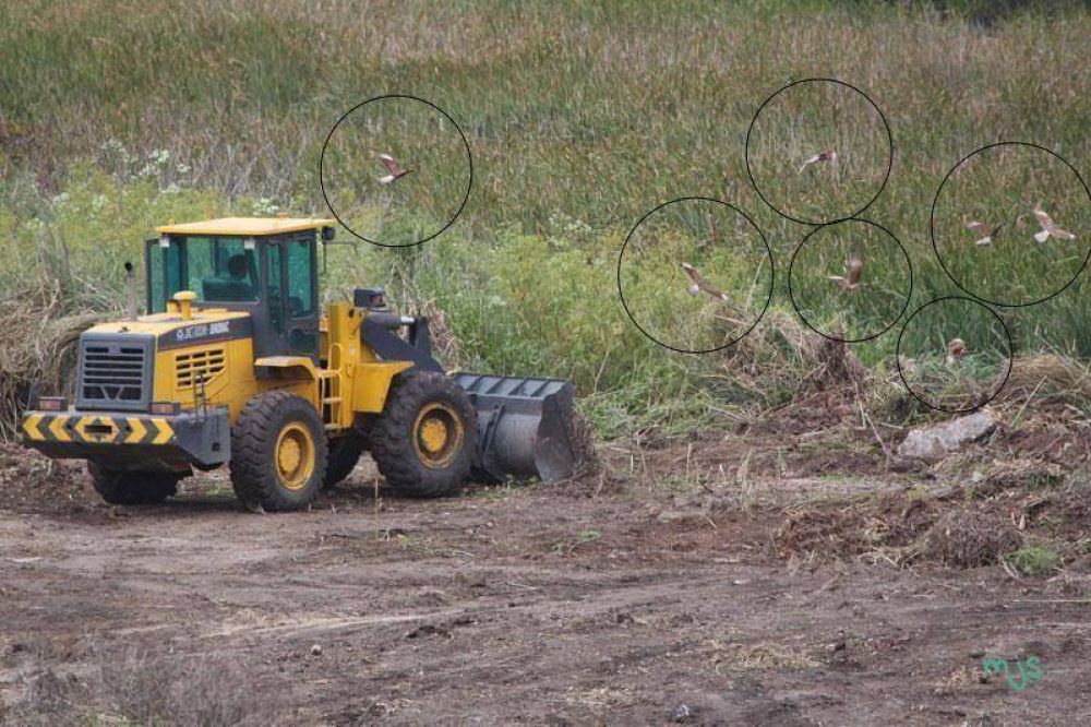 Denuncian que topadoras y retroexcavadoras arrasan la Reserva Natural del Puerto
