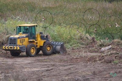 Denuncian que topadoras y retroexcavadoras arrasan la Reserva Natural del Puerto