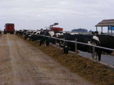 Se construir�n dos feedlots en la ciudad de Morteros