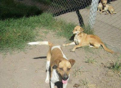 Grupo �Buena Pata� anuncia oferta de adopci�n de animales del refugio canino municipal