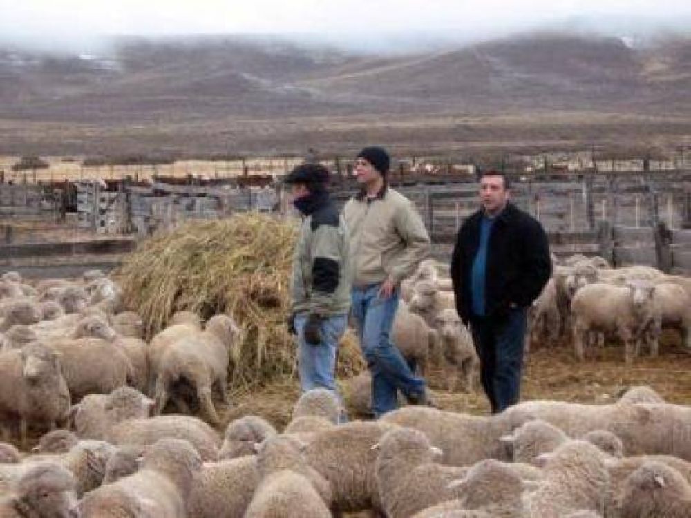 R�o Negro: Posibilidad de compra de reproductores de calidad en la 1� Expo Ganadera de la Regi�n Sur. 