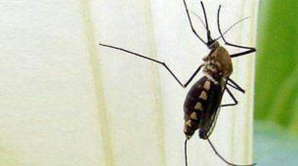 Bolivia: la peor epidemia de dengue en 10 a�os