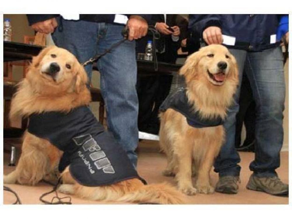 Perros caza-d�lares controlar�n pasos fronterizos a Uruguay