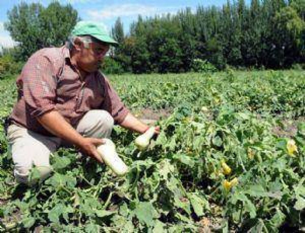 Las tormentas graniceras ya arrasaron unas 30.550 hect�reas en Mendoza