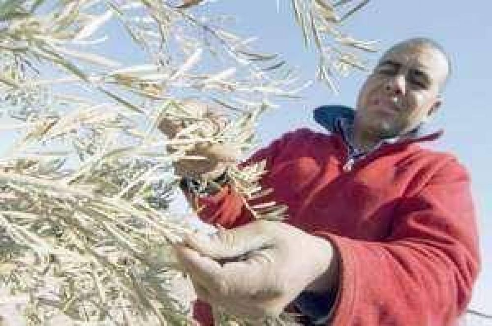 Esta temporada, el 13% de los olivos no se cosech�