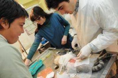 Esterilizaci�n de mascotas: Se realizaron 5 mil cirug�as