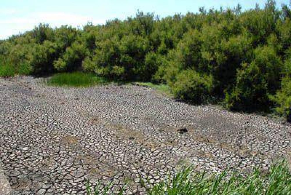 Corre peligro la flora y fauna de la Reserva del Puerto por la sequ�a.