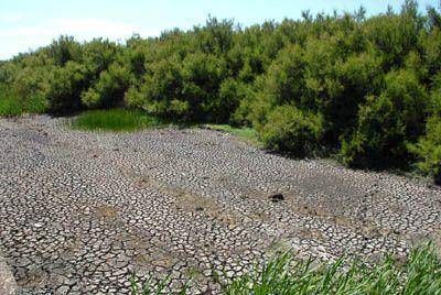 Corre peligro la flora y fauna de la Reserva del Puerto por la sequ�a.