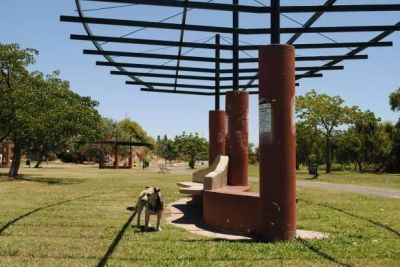 Perros callejeros: problem�tica que a�n persiste en la ciudad 