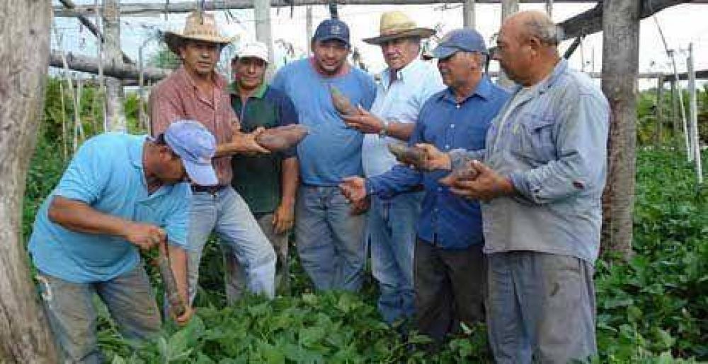 Productores quieren ampliar cultivo
